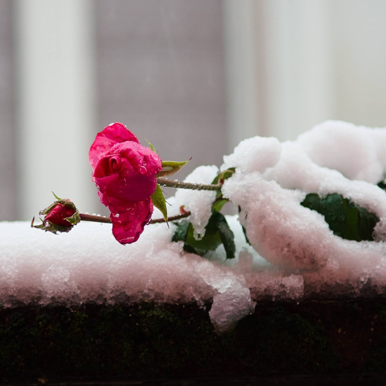 La rosa e la neve